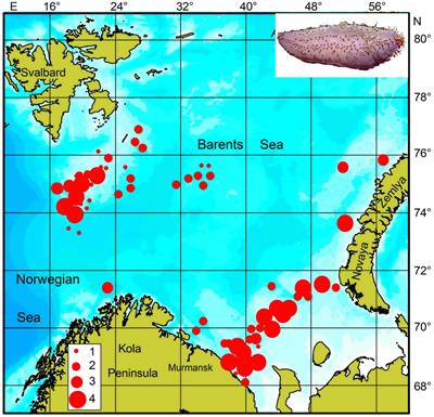 Cucumaria in Russian Waters of the Barents Sea: Biological Aspects and Aquaculture Potential